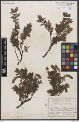 Foto von Salix breviserrata Flod.